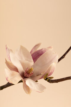 Magnolia liliiflora flower, Beautiful magnolia flower bouquet blooming on beige background, Purple magnolia flower. 