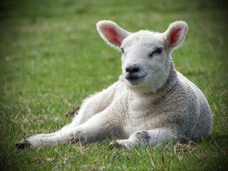 Naklejka na ściany i meble Springtime Lamb