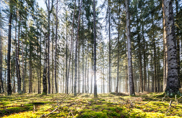 Sun rays in the forest