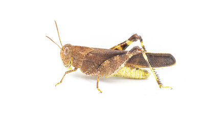 Southern Yellow winged Grasshopper - Arphia granulata side profile view isolated on white background