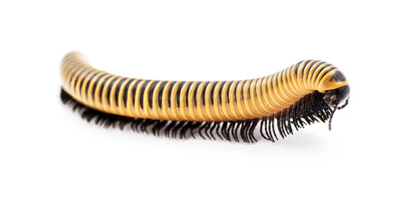 Wild Florida Ivory Millipede - Chicobolus spinigerus - isolated on white background.  North Florida example found in dry Sandhills habitat.   Front side face up view