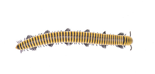 Wild Florida Ivory Millipede - Chicobolus spinigerus - isolated on white background.  North Florida example found in dry Sandhills habitat.   Top dorsal view