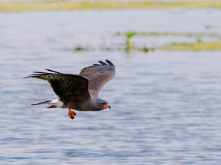 snail kite - Rostrhamus sociabilis plumbeus - handsome grey male in flight with apple snail in his talons with water background