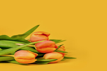 Orange Tulip spring flowers on yellow background with copy space