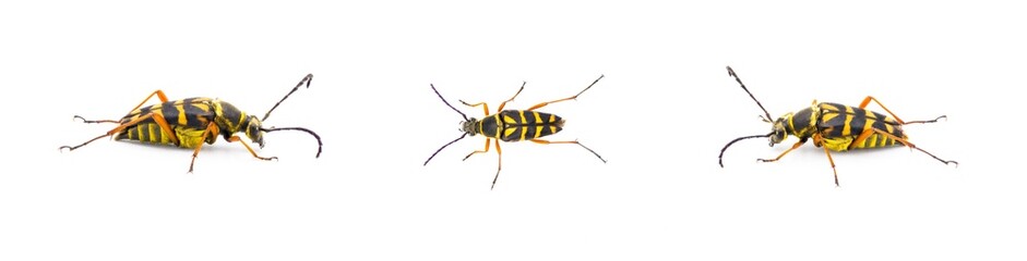 Zebra Longhorn Beetle - Typocerus zebra - black and yellow with red orange legs.  Isolated cutout on white background. Three views