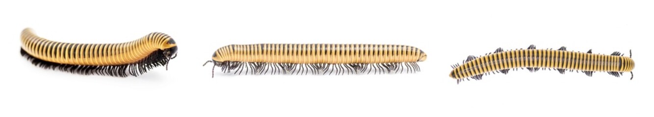 Wild Florida Ivory Millipede - Chicobolus spinigerus - isolated on white background.  North Florida...