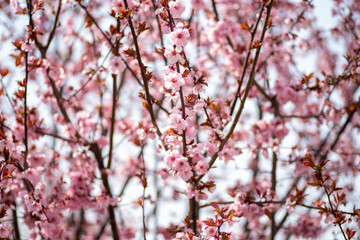 Close up of Spring Cherry Blossom