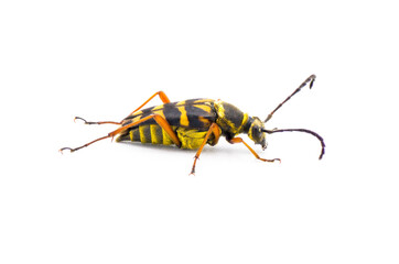 Zebra Longhorn Beetle - Typocerus zebra - black and yellow with red orange legs.  Isolated cutout on white background. Side profile view
