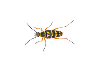 Zebra Longhorn Beetle - Typocerus zebra - black and yellow with red orange legs.  Isolated cutout on white background. Top dorsal view © Chase D’Animulls