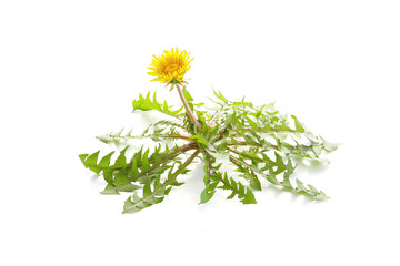 blooming dandelion plant isolated on a white background