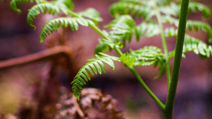 Macro de feuilles de fougère sauvages, d'un vert éclatant