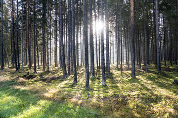 Sun rays in the forest