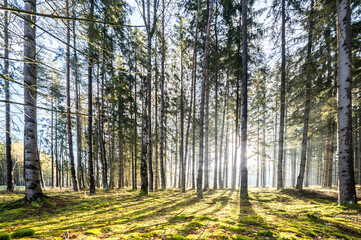 Sun rays in the forest