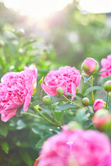 Blooming pink peonies in a flower garden on a summer sunny day, outdoor.
