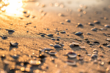 Sea shells on sand