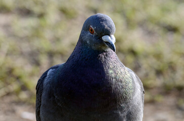 鳩