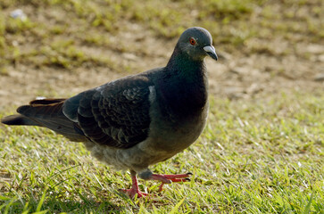 鳩