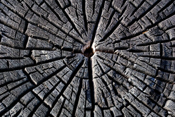 burnt tree bark background texture macro