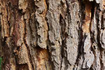 Bark pattern,Tree bark texture background