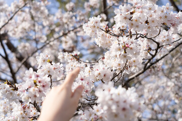 満開の桜に手を伸ばして
