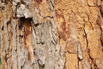 Bark pattern,Tree bark texture background