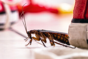 American cockroach, American Periplaneta, messy children's room. Pest concept indoors, pest...