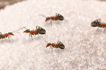 spoon of sugar with many red ants on it, insects indoors, danger of infestation or pest, macro...