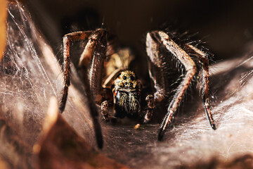 Brazilian spider known as armadeira, monkey spider or banana spider, poisonous and hunter, macro photography