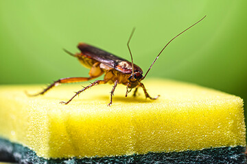 Common red and black cockroach on kitchen sponge. Concept of dirt in the kitchen, problem with insects, macro photography