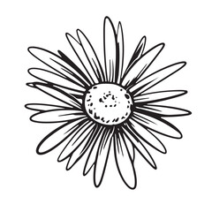 Chamomile hand drawn. Vector illustration. Chamomile head in line art style. Black and white engraving of a flower in sketch style.