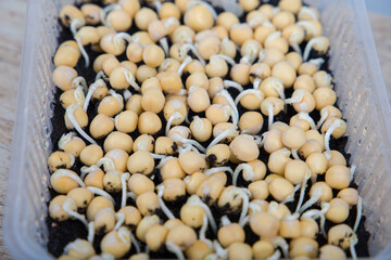 Microgreens, germination of pea seeds at home. Selective focus.