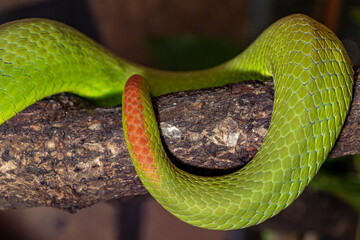  White-lipped kufiya. Trimeresurus albolabris. Close-up.