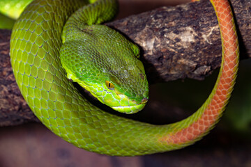  White-lipped kufiya. Trimeresurus albolabris. Close-up.