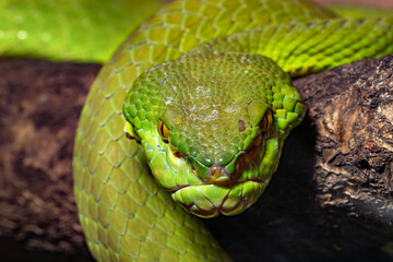  White-lipped kufiya. Trimeresurus albolabris. Close-up.