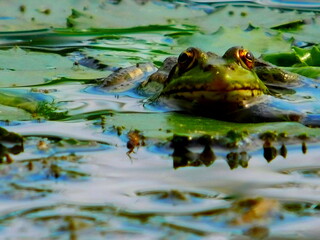 frog in the water