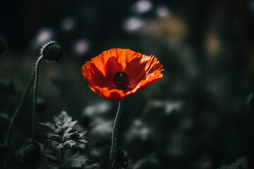 Polly Flower in the Wild: Captivating Photography of a Beautiful and Rare Blossom