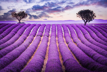 Fragrant lavender fields in picturesque Valensole, Provence. - obrazy, fototapety, plakaty