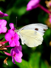 butterfly on flower
