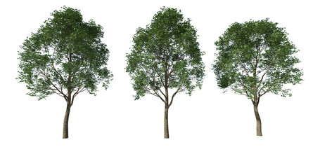 Drzewo liściaste na białym tle, render 3d, do wizualizacji i grafiki - obrazy, fototapety, plakaty