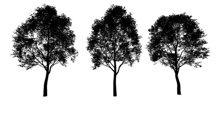 kontur drzewa liściastego, czarny kształt na białym tle, render 3d, do wizualizacji i grafiki - obrazy, fototapety, plakaty