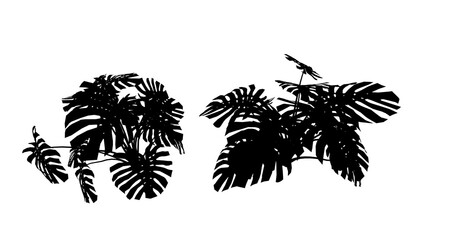 Kwiat liściasty, czarny kształt na białym tle, render 3d, do wizualizacji i grafiki - obrazy, fototapety, plakaty