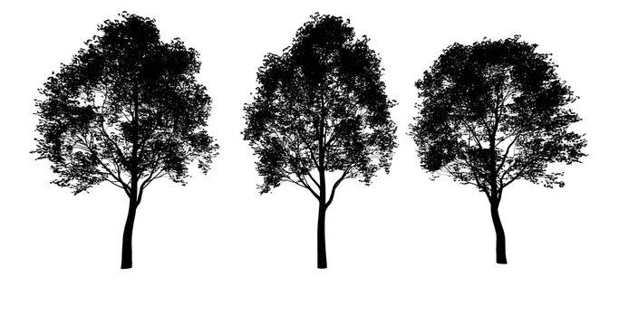 kontur drzewa liściastego, czarny kształt na białym tle, render 3d, do wizualizacji i grafiki © hunter76