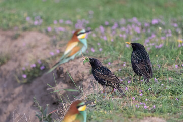 Common starling