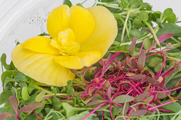 close up of microgreens with yellow viola flower