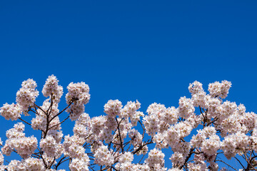 Blue sky and cherry blossoms in full bloom
