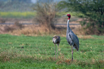 Sarus crane or Antigone antigone observed near Nalsarovar in Gujarat, India
