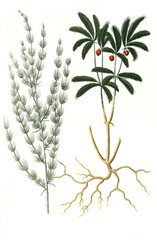 Asparagus domesticus und Asparagus sive corruda sylvestris africana aculeata foliis pennes avium referentibus