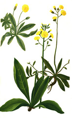Auricula muris, Kleine Habichtskraut, Hieracium pilosella, auch Mausohr-Habichtskraut oder Langhaariges Habichtskraut