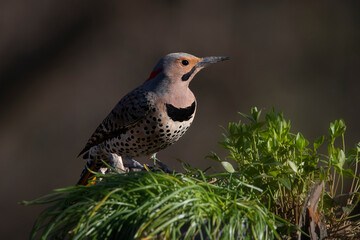 woodpecker in dramatic light