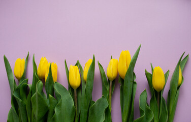 Yellow tulips on a pink lilac background. A copy space. The concept of a spring, greetings, birthday